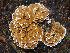  (Trametes ochracea - BHI-F280a)  @11 [ ] by-nc-sa (2016) Jerzy Opioia Wikimedia Commons