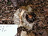  ( - dfmo0013)  @11 [ ] by-nc (2000) Unspecified Duke University