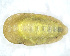 ( - NAPL-00283)  @11 [ ] All Rights Reserved (2021) Sloan Tomlinson The Caterpillar Lab
