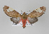  ( - ArcCR 41279)  @14 [ ] Copyright (2010) Unspecified Institut fuer Spezielle Zoologie und Evolutionsbiologie, Friedrich-Schiller Universitat Jena