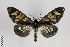  (Dysschema imitata - Arcec 30218)  @14 [ ] Copyright (2013) Gunnar Brehm Institut fuer Spezielle Zoologie und Evolutionsbiologie, Friedrich-Schiller Universität Jena