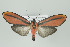  ( - Arcec 30588)  @15 [ ] Copyright (2009) Gunnar Brehm Institut fuer Spezielle Zoologie und Evolutionsbiologie, Friedrich-Schiller Universitat Jena