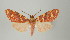  (Trichromia sp - Arcec 31925)  @14 [ ] Copyright (2010) Unspecified Institut fuer Spezielle Zoologie und Evolutionsbiologie, Friedrich-Schiller Universitat Jena