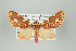  (Trichromia persimilis - Arcec 32240)  @15 [ ] Copyright (2009) Gunnar Brehm Institut fuer Spezielle Zoologie und Evolutionsbiologie, Friedrich-Schiller Universitat Jena