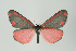  ( - Arcec 32342)  @14 [ ] Copyright (2009) Gunnar Brehm Institut fuer Spezielle Zoologie und Evolutionsbiologie, Friedrich-Schiller Universitat Jena