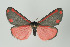  ( - Arcec 32343)  @14 [ ] Copyright (2009) Gunnar Brehm Institut fuer Spezielle Zoologie und Evolutionsbiologie, Friedrich-Schiller Universitat Jena