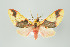  ( - Arcec 32346)  @14 [ ] Copyright (2009) Gunnar Brehm Institut fuer Spezielle Zoologie und Evolutionsbiologie, Friedrich-Schiller Universitat Jena