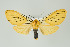  (Pseudischnocampa striata - Arcec 32348)  @15 [ ] Copyright (2009) Gunnar Brehm Institut fuer Spezielle Zoologie und Evolutionsbiologie, Friedrich-Schiller Universitat Jena