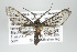  ( - ArcCR 40164)  @14 [ ] Copyright (2010) Unspecified Institut fuer Spezielle Zoologie und Evolutionsbiologie, Friedrich-Schiller Universitat Jena