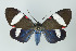  ( - ArcCR 40258)  @11 [ ] Copyright (2010) Unspecified Institut fuer Spezielle Zoologie und Evolutionsbiologie, Friedrich-Schiller Universitat Jena