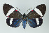  ( - ArcCR 40259)  @11 [ ] Copyright (2010) Unspecified Institut fuer Spezielle Zoologie und Evolutionsbiologie, Friedrich-Schiller Universitat Jena