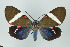  ( - ArcCR 40260)  @11 [ ] Copyright (2010) Unspecified Institut fuer Spezielle Zoologie und Evolutionsbiologie, Friedrich-Schiller Universitat Jena