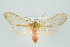  (Pseudohemihyalea asignata - ArcCR 40404)  @11 [ ] Copyright (2010) Unspecified Institut fuer Spezielle Zoologie und Evolutionsbiologie, Friedrich-Schiller Universitat Jena
