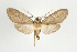  ( - ArcCR 40431)  @15 [ ] Copyright (2010) Unspecified Institut fuer Spezielle Zoologie und Evolutionsbiologie, Friedrich-Schiller Universitat Jena
