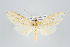  ( - ArcCR 40539)  @11 [ ] Copyright (2010) Unspecified Institut fuer Spezielle Zoologie und Evolutionsbiologie, Friedrich-Schiller Universitat Jena