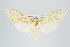 ( - ArcCR 40541)  @11 [ ] Copyright (2010) Unspecified Institut fuer Spezielle Zoologie und Evolutionsbiologie, Friedrich-Schiller Universitat Jena