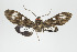  ( - ArcCR 41086)  @11 [ ] Copyright (2010) Unspecified Institut fuer Spezielle Zoologie und Evolutionsbiologie, Friedrich-Schiller Universitat Jena