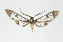  (Cosmosoma watsoni - ArcCR 41141)  @14 [ ] Copyright (2010) Unspecified Institut fuer Spezielle Zoologie und Evolutionsbiologie, Friedrich-Schiller Universitat Jena