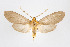  ( - ArcCR 41182)  @14 [ ] Copyright (2010) Unspecified Institut fuer Spezielle Zoologie und Evolutionsbiologie, Friedrich-Schiller Universitat Jena