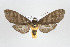 ( - ArcCR 41846)  @14 [ ] Copyright (2010) Unspecified Institut fuer Spezielle Zoologie und Evolutionsbiologie, Friedrich-Schiller Universitat Jena