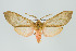  (Pseudohemihyalea sp - ArcCR 41871)  @11 [ ] Copyright (2010) Unspecified Institut fuer Spezielle Zoologie und Evolutionsbiologie, Friedrich-Schiller Universitat Jena