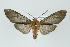  ( - ArcCR 41884)  @11 [ ] Copyright (2010) Unspecified Institut fuer Spezielle Zoologie und Evolutionsbiologie, Friedrich-Schiller Universitat Jena