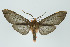  ( - ArcCR 41886)  @11 [ ] Copyright (2010) Unspecified Institut fuer Spezielle Zoologie und Evolutionsbiologie, Friedrich-Schiller Universitat Jena