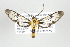  ( - ArcCR 41934)  @14 [ ] Copyright (2010) Unspecified Institut fuer Spezielle Zoologie und Evolutionsbiologie, Friedrich-Schiller Universitat Jena