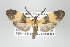  (Correbidia germana - ArcCR 42085)  @14 [ ] Copyright (2010) Unspecified Institut fuer Spezielle Zoologie und Evolutionsbiologie, Friedrich-Schiller Universitat Jena