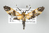  ( - ArcCR 42087)  @13 [ ] Copyright (2010) Unspecified Institut fuer Spezielle Zoologie und Evolutionsbiologie, Friedrich-Schiller Universitat Jena