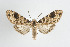  (Elysius melanoplaga - ArcCR 42094)  @14 [ ] Copyright (2010) Unspecified Institut fuer Spezielle Zoologie und Evolutionsbiologie, Friedrich-Schiller Universitat Jena
