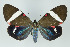  ( - ArcCR 42196)  @11 [ ] Copyright (2010) Unspecified Institut fuer Spezielle Zoologie und Evolutionsbiologie, Friedrich-Schiller Universitat Jena