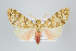  ( - ArcCR 42225)  @11 [ ] Copyright (2010) Unspecified Institut fuer Spezielle Zoologie und Evolutionsbiologie, Friedrich-Schiller Universitat Jena