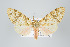  ( - ArcCR 42226)  @11 [ ] Copyright (2010) Unspecified Institut fuer Spezielle Zoologie und Evolutionsbiologie, Friedrich-Schiller Universitat Jena