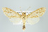  ( - ArcCR 42232)  @11 [ ] Copyright (2010) Unspecified Institut fuer Spezielle Zoologie und Evolutionsbiologie, Friedrich-Schiller Universitat Jena