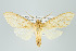  ( - ArcCR 42233)  @11 [ ] Copyright (2010) Unspecified Institut fuer Spezielle Zoologie und Evolutionsbiologie, Friedrich-Schiller Universitat Jena
