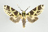  (Symphlebia tessellata - ArcCR 42331)  @14 [ ] Copyright (2010) Unspecified Institut fuer Spezielle Zoologie und Evolutionsbiologie, Friedrich-Schiller Universitat Jena