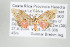  (Dolichesia falsimoniaDHJ01 - ArcCR 42370)  @13 [ ] Copyright (2010) Unspecified Institut fuer Spezielle Zoologie und Evolutionsbiologie, Friedrich-Schiller Universitat Jena