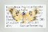  (Illice croesus - ArcCR 42393)  @13 [ ] Copyright (2010) Unspecified Institut fuer Spezielle Zoologie und Evolutionsbiologie, Friedrich-Schiller Universitat Jena