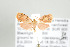  ( - ArcCR 42728)  @13 [ ] Copyright (2010) Unspecified Institut fuer Spezielle Zoologie und Evolutionsbiologie, Friedrich-Schiller Universitat Jena