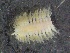  ( - ZMBN_130954)  @11 [ ] CreativeCommons - Attribution Non-Commercial Share-Alike (2019) Tom Alvestad University of Bergen, Natural History Collections