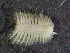  ( - ZMBN_130954)  @11 [ ] CreativeCommons - Attribution Non-Commercial Share-Alike (2019) Tom Alvestad University of Bergen, Natural History Collections