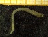  ( - ZMBN_137219)  @11 [ ] Creative Commons BY NC SA (2020) University of Bergen Natural History Collections