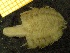  ( - ZMBN_137222)  @11 [ ] Creative Commons BY NC SA (2020) University of Bergen Natural History Collections