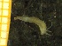  ( - ZMBN_137234)  @11 [ ] Creative Commons BY NC SA (2020) University of Bergen Natural History Collections