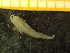  ( - ZMBN_137250)  @11 [ ] Creative Commons BY NC SA (2020) University of Bergen Natural History Collections