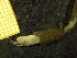 ( - ZMBN_137253)  @11 [ ] Creative Commons BY NC SA (2020) University of Bergen Natural History Collections