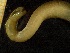  ( - ZMBN_137314)  @11 [ ] Creative Commons BY NC SA (2020) University of Bergen Natural History Collections