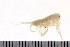  ( - HUNTSAMP0006)  @13 [ ] CreativeCommons - Attribution (2010) Unspecified Centre for Biodiversity Genomics