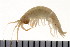  (Amphipoda - HUNTSAMP0016)  @15 [ ] CreativeCommons - Attribution (2010) Unspecified Centre for Biodiversity Genomics